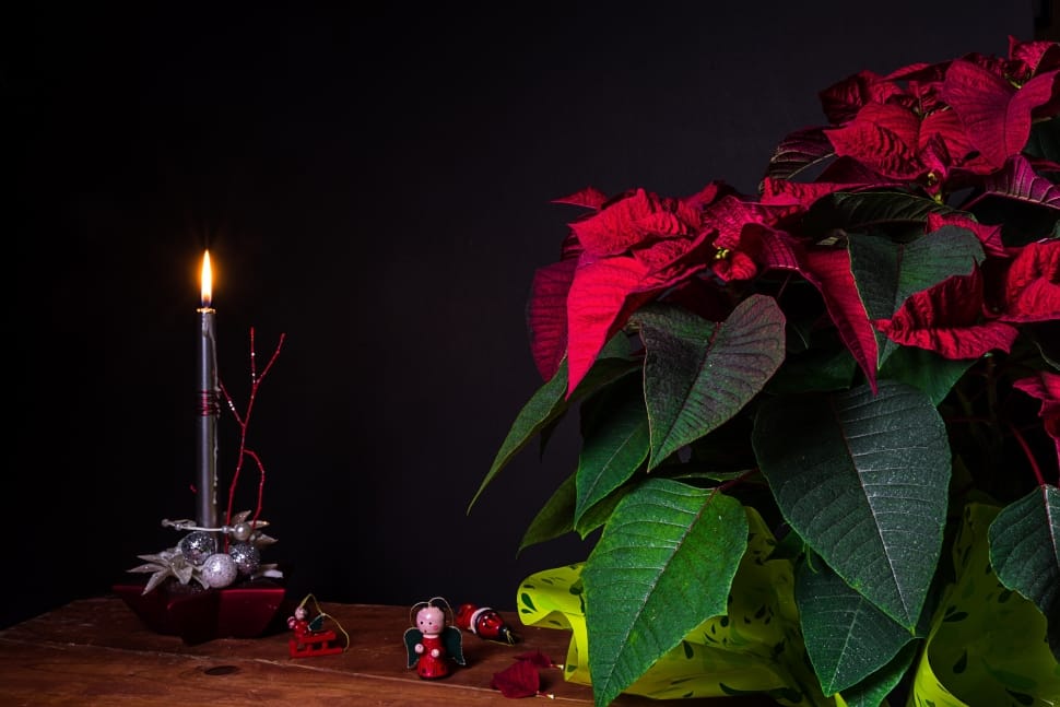 red flower on green plant boccie on brown wooden table with stainless steel framed candle stick preview