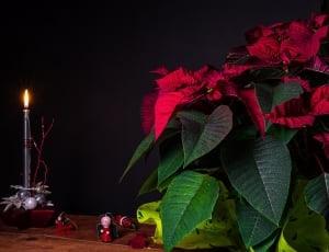 red flower on green plant boccie on brown wooden table with stainless steel framed candle stick thumbnail