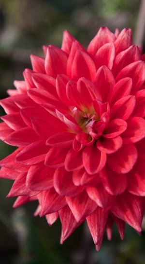 red flowers tilt shift lens photography thumbnail