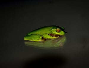 green reptile thumbnail
