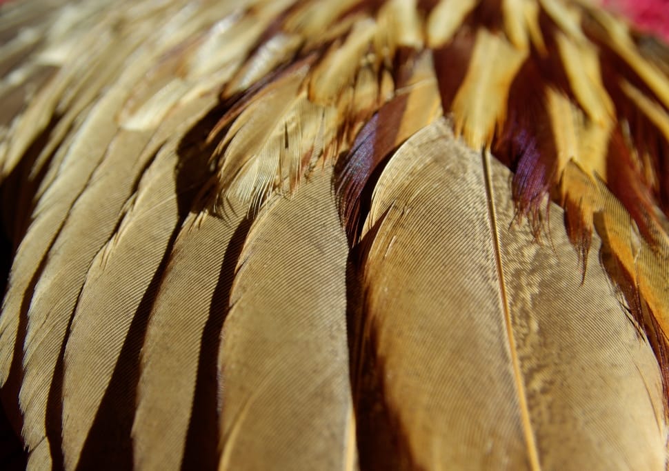 brown feathers preview
