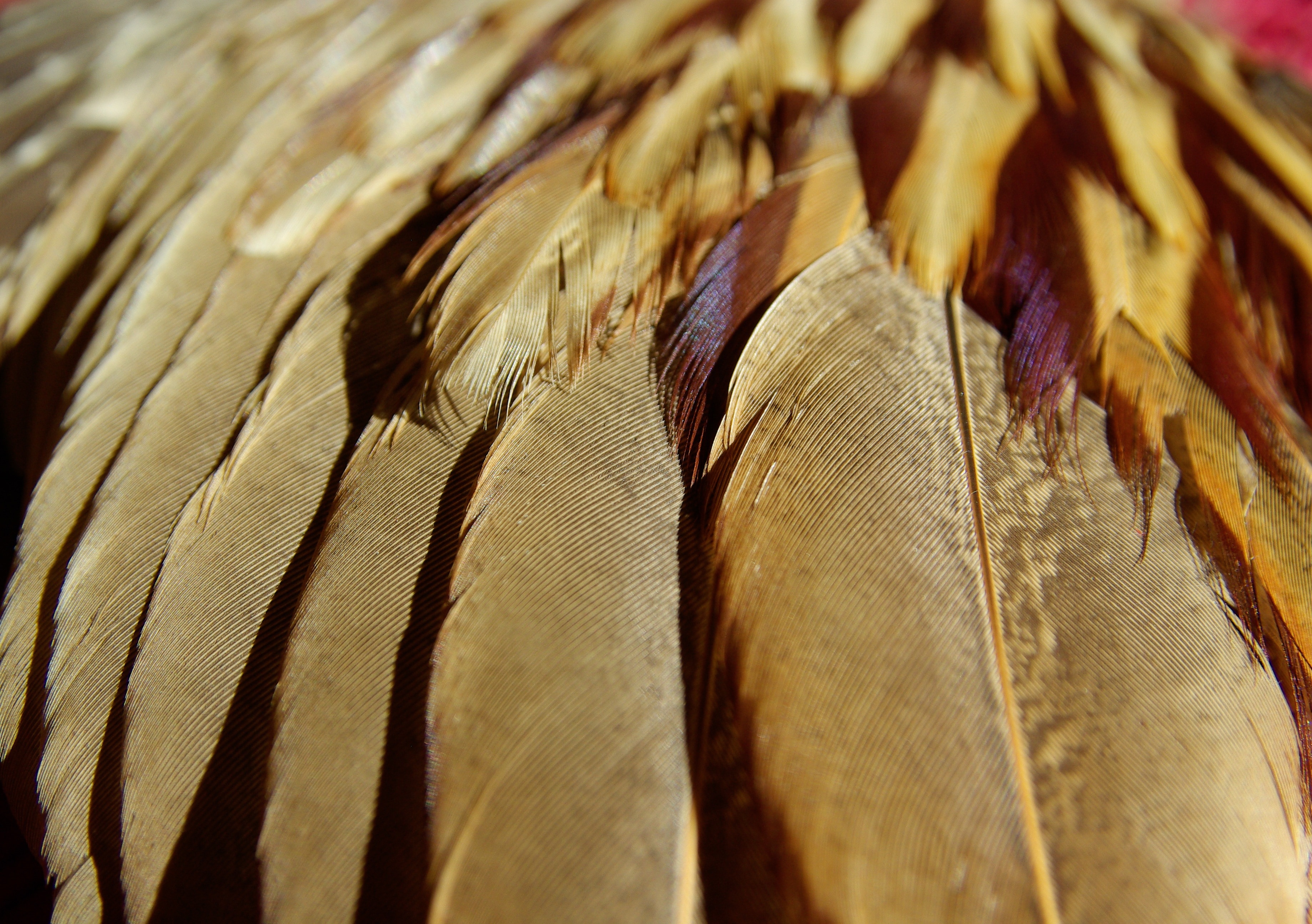 brown feathers