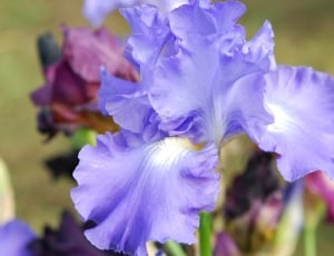 Blossom, Iris, Flower, Bloom, Blue, flower, purple thumbnail