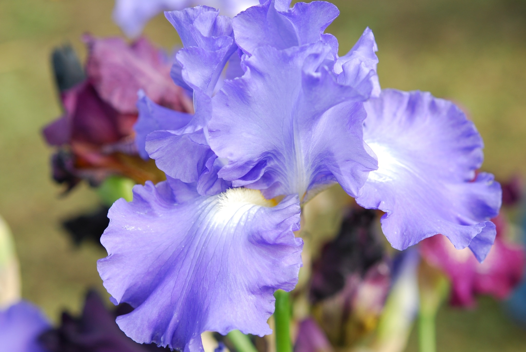Blossom, Iris, Flower, Bloom, Blue, flower, purple