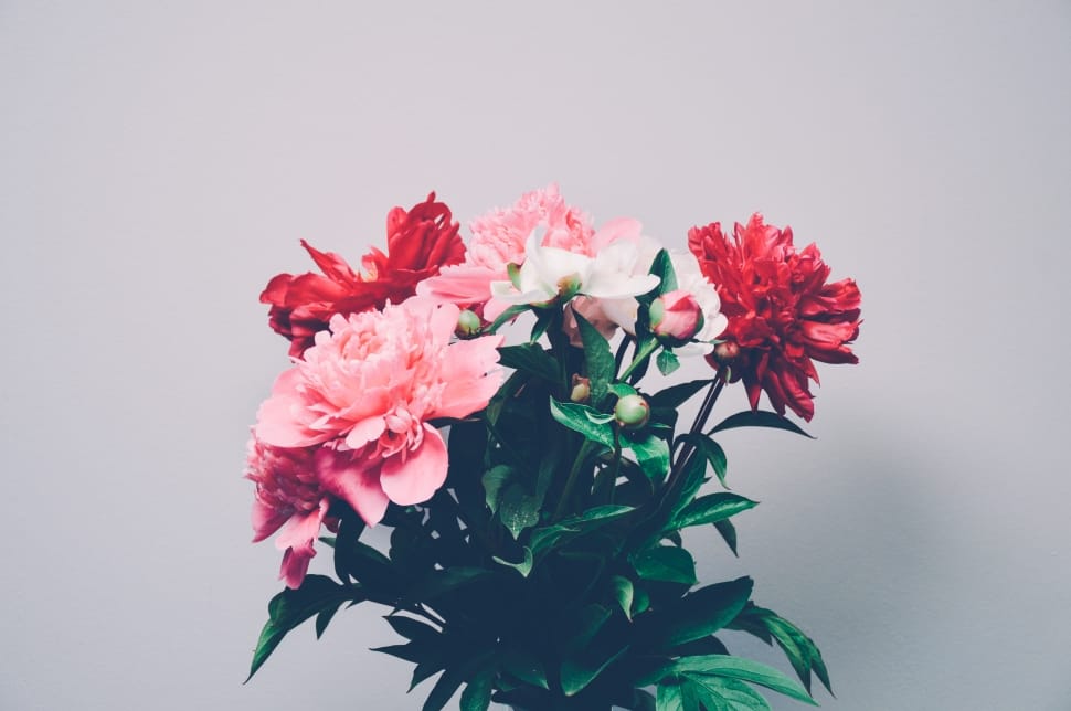 pink and red petaled flowers preview