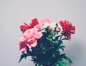 pink and red petaled flowers thumbnail