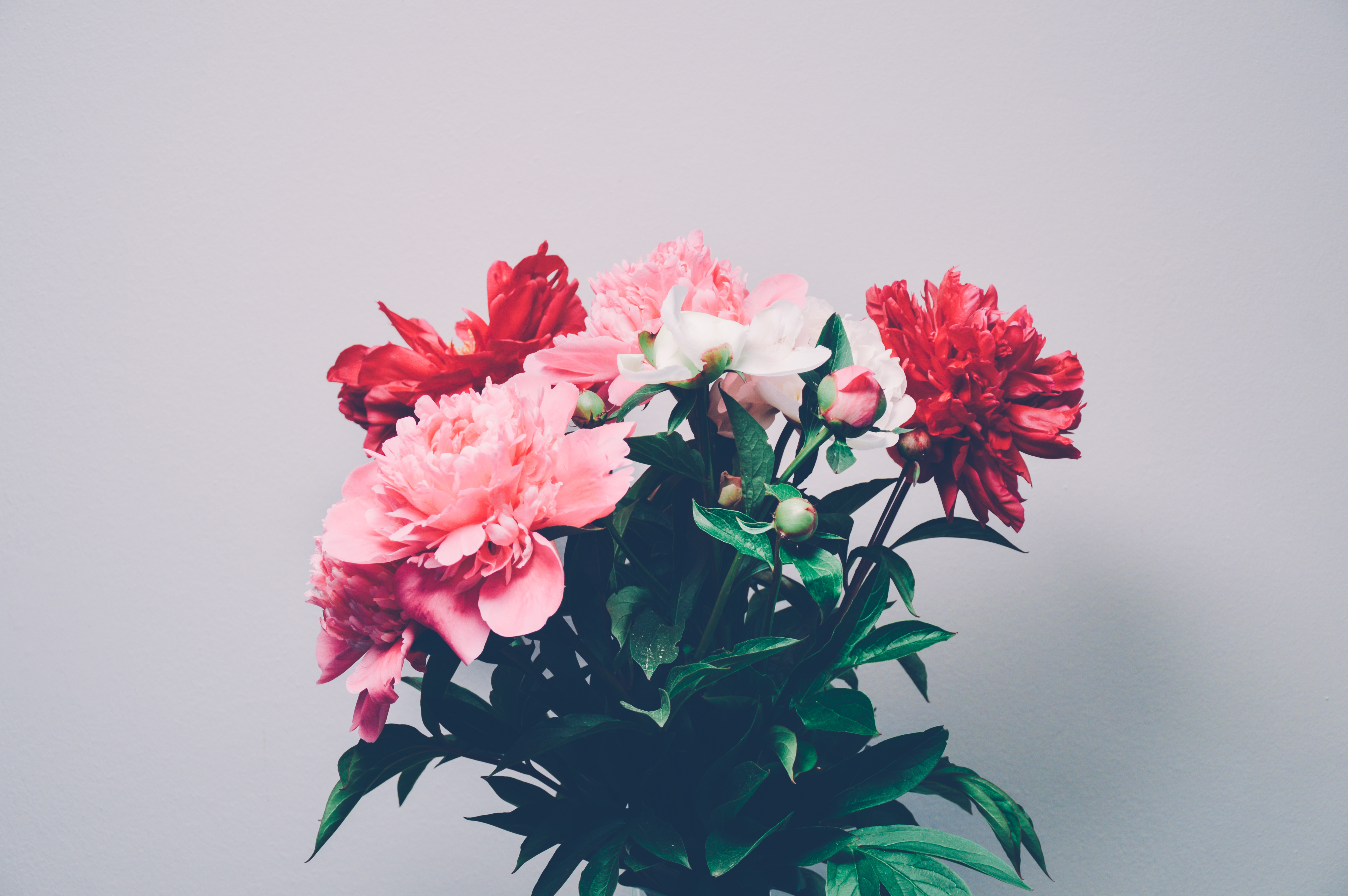 pink and red petaled flowers