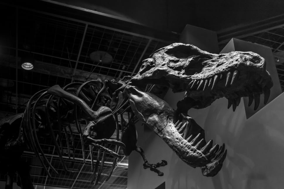 tyrannosaurus rex skeleton preview