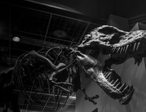tyrannosaurus rex skeleton thumbnail
