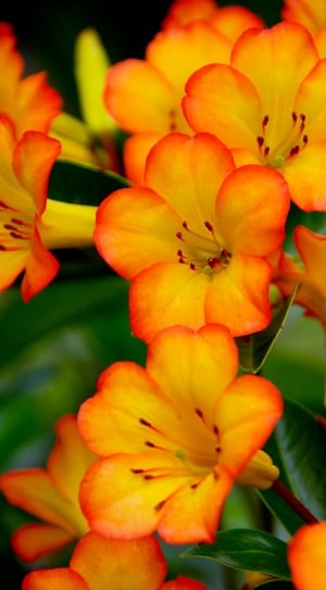 shallow focus of orange flowers thumbnail