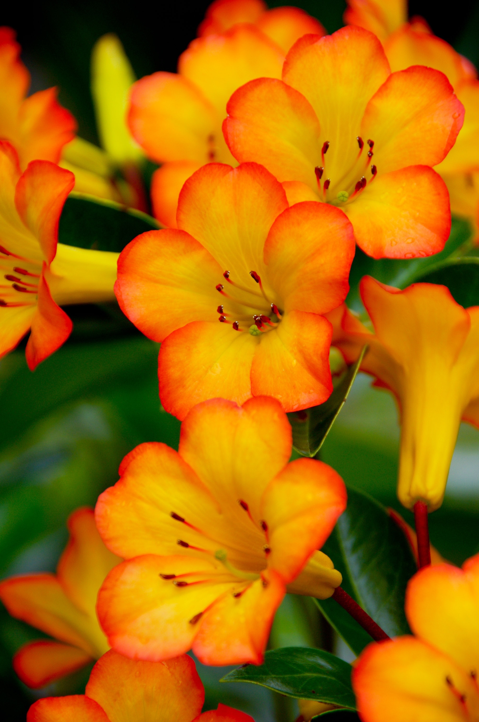shallow focus of orange flowers