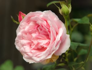 Bloom, Rose Bloom, Rose, Pink, Blossom, flower, rose - flower thumbnail