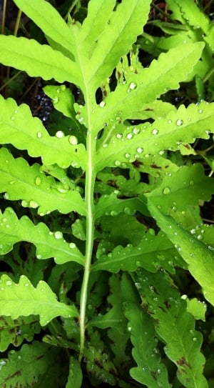 green leaves during rainy days thumbnail