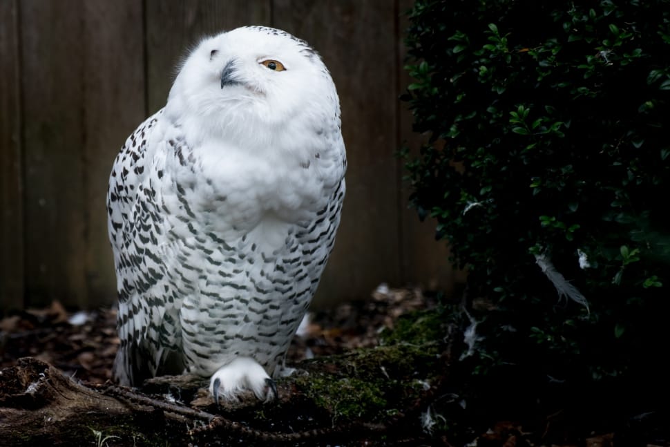 snow owl preview