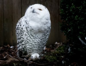 snow owl thumbnail