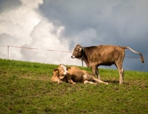 two brown cattles thumbnail