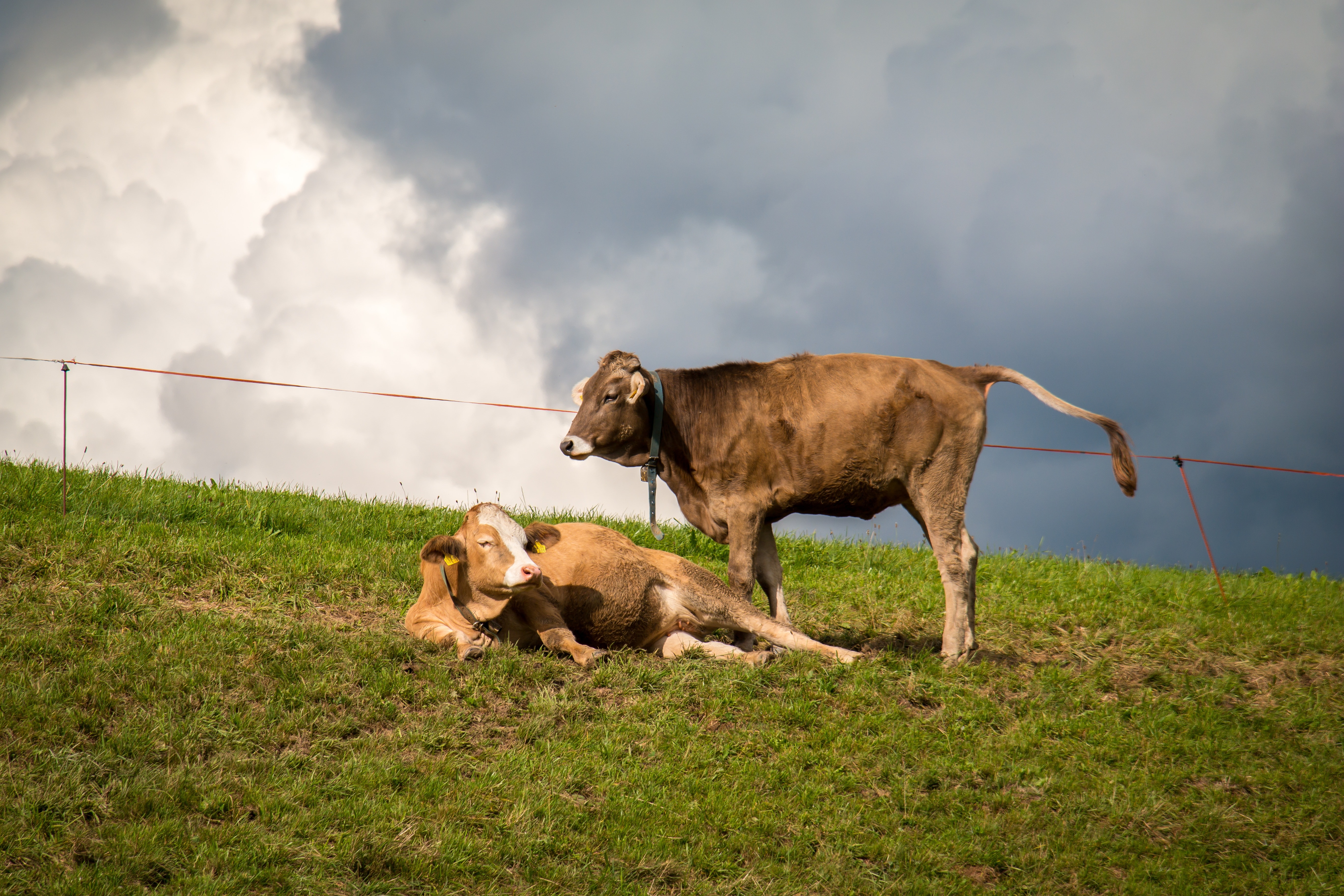 two brown cattles