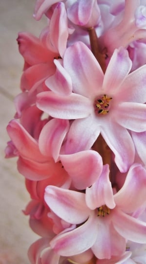 Pink Hyacinth, Partial View, flower, petal thumbnail