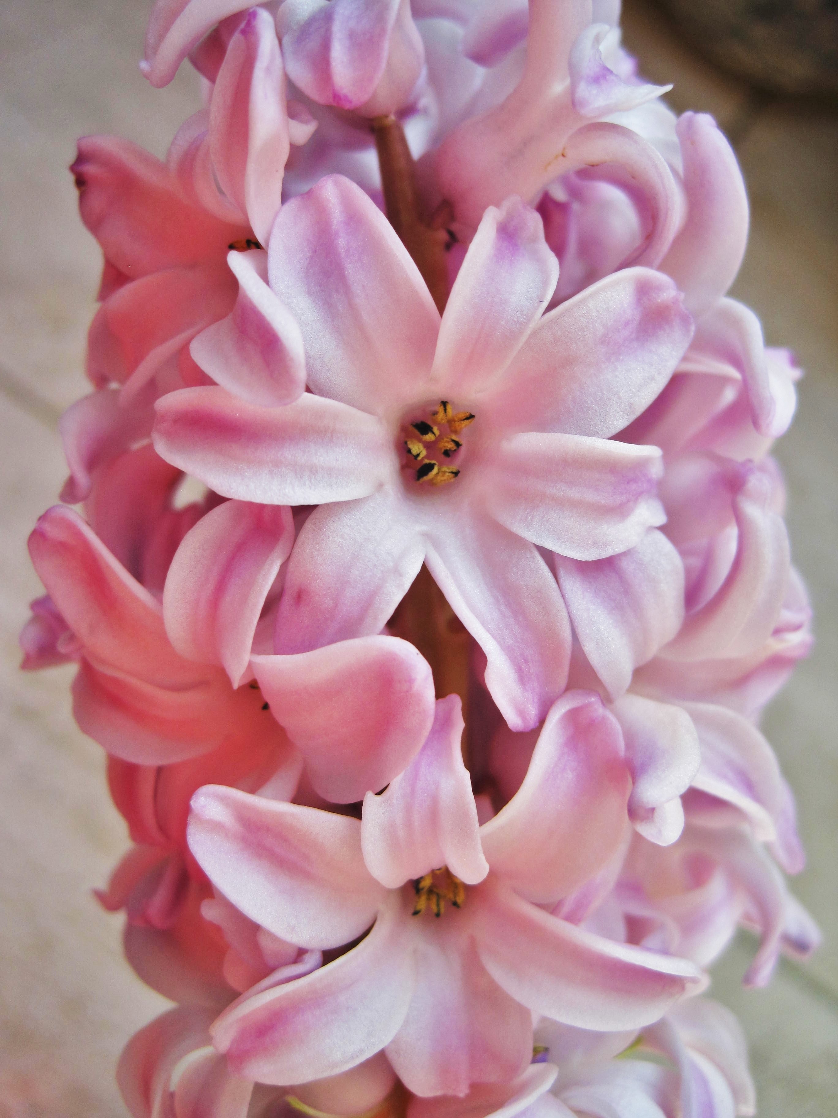 Pink Hyacinth, Partial View, flower, petal