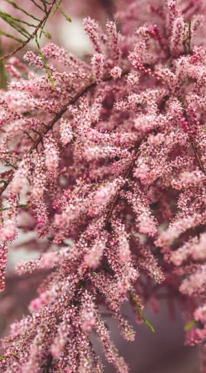 close up photo of pink leaf tree thumbnail