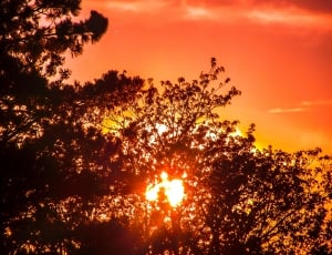 trees, clouds and sun during sunset thumbnail