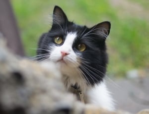 selective focus photography of black and white long fur cat thumbnail