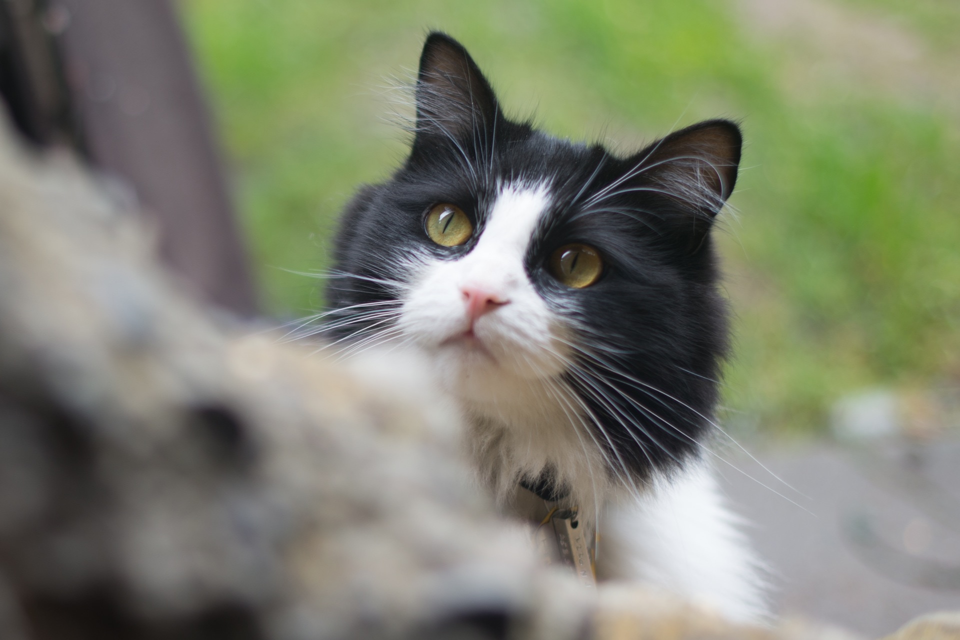 selective focus photography of black and white long fur cat
