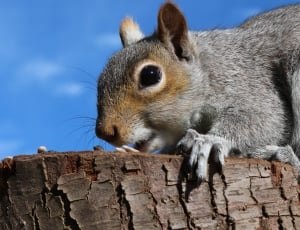 grey and brown  squirrel thumbnail