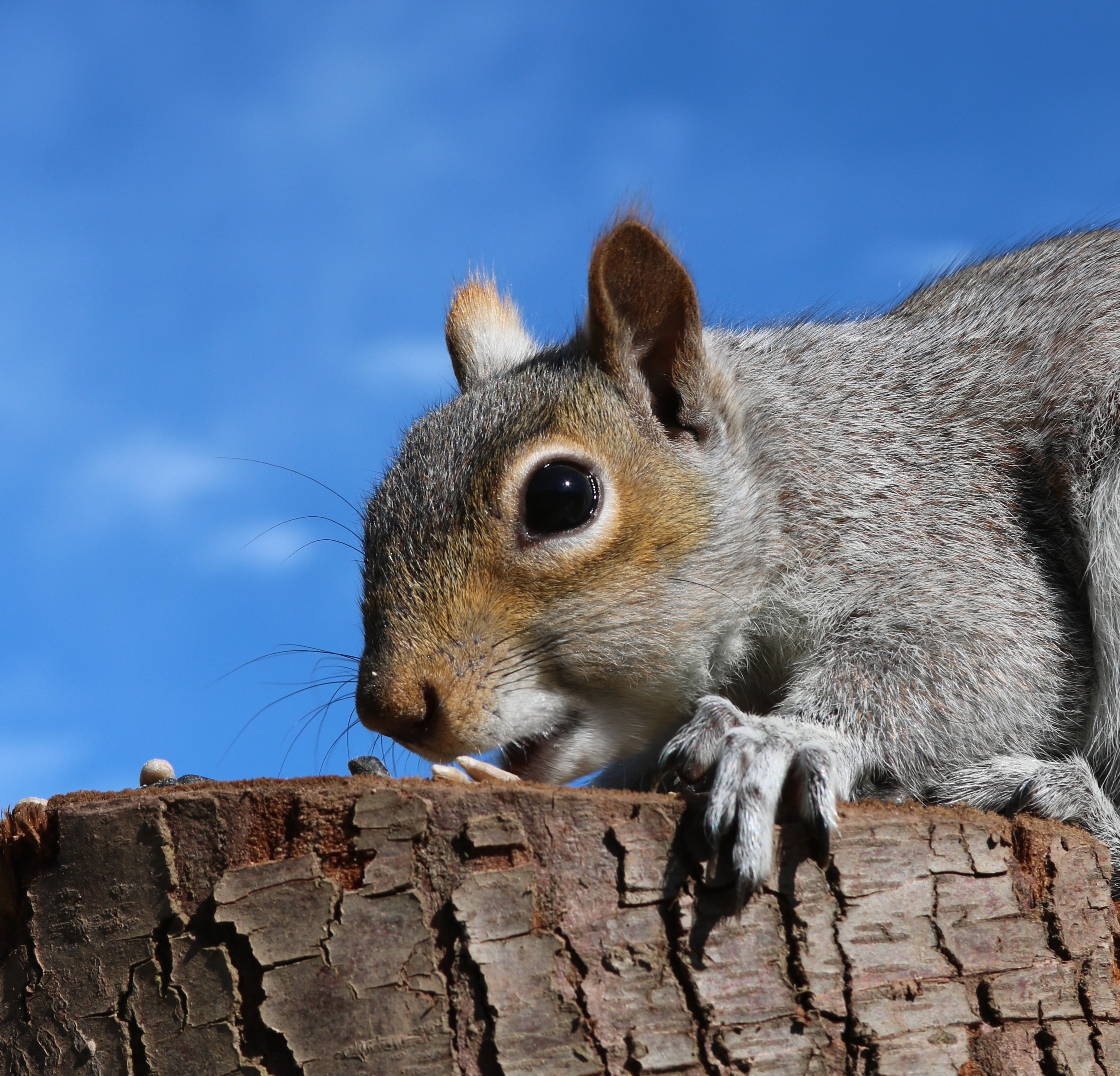 grey and brown  squirrel