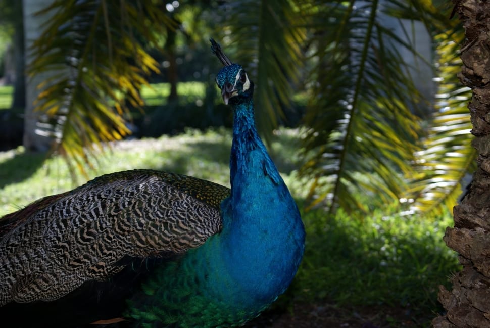 blue green and brown peahen preview