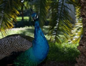 blue green and brown peahen thumbnail