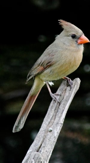 Female Northern Cardinal thumbnail