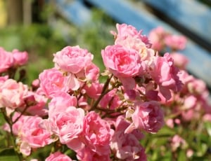 selective focus of pink petaled flowers during daytime thumbnail