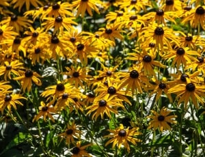 Plant, Yellow, Nature, Flowers, Blossom, flower, nature thumbnail