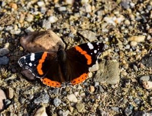 red admiral butterfly thumbnail