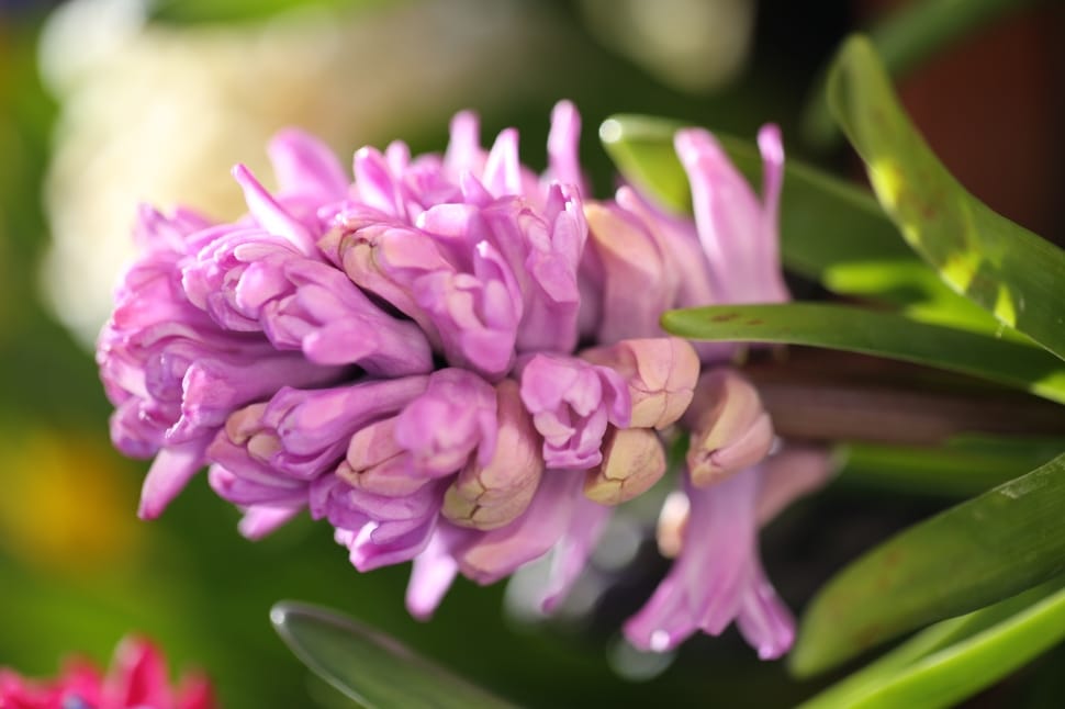 Pink hyacinth preview