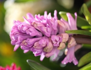 Pink hyacinth thumbnail