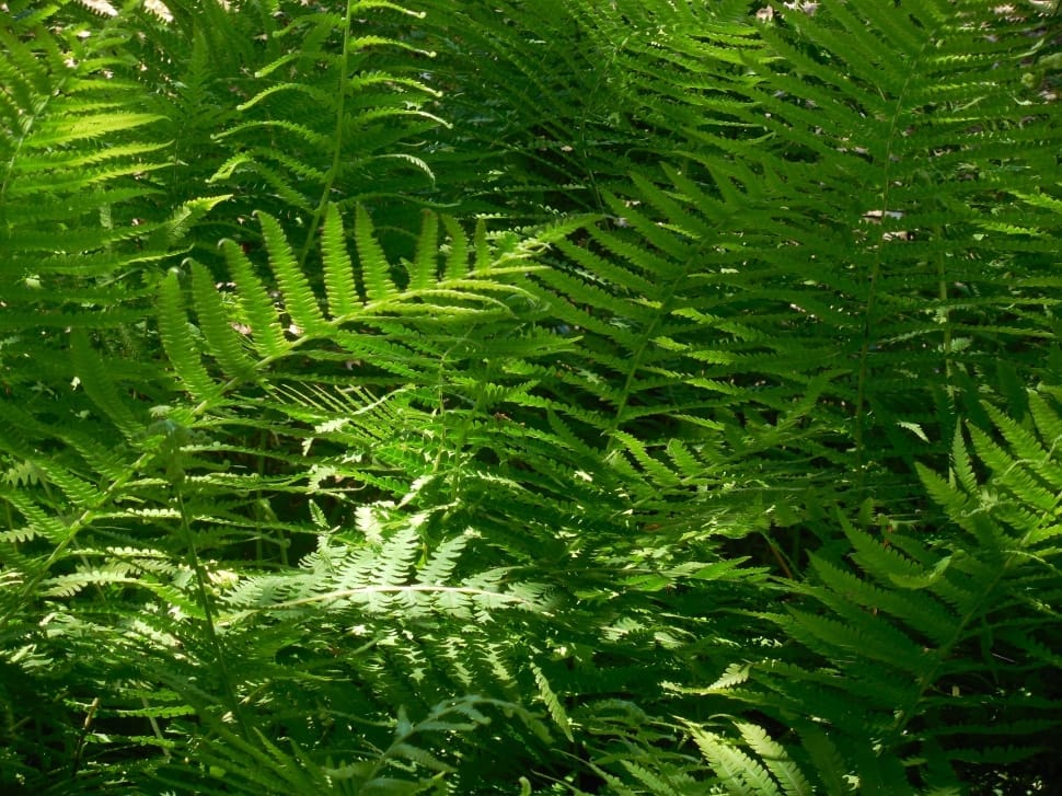 green fern preview