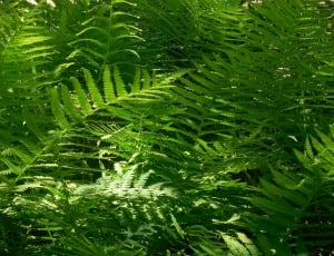 green fern thumbnail