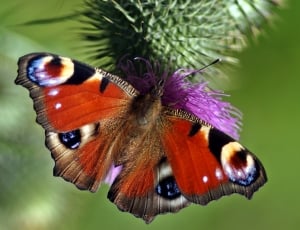 red and brown mammoth butterfly thumbnail