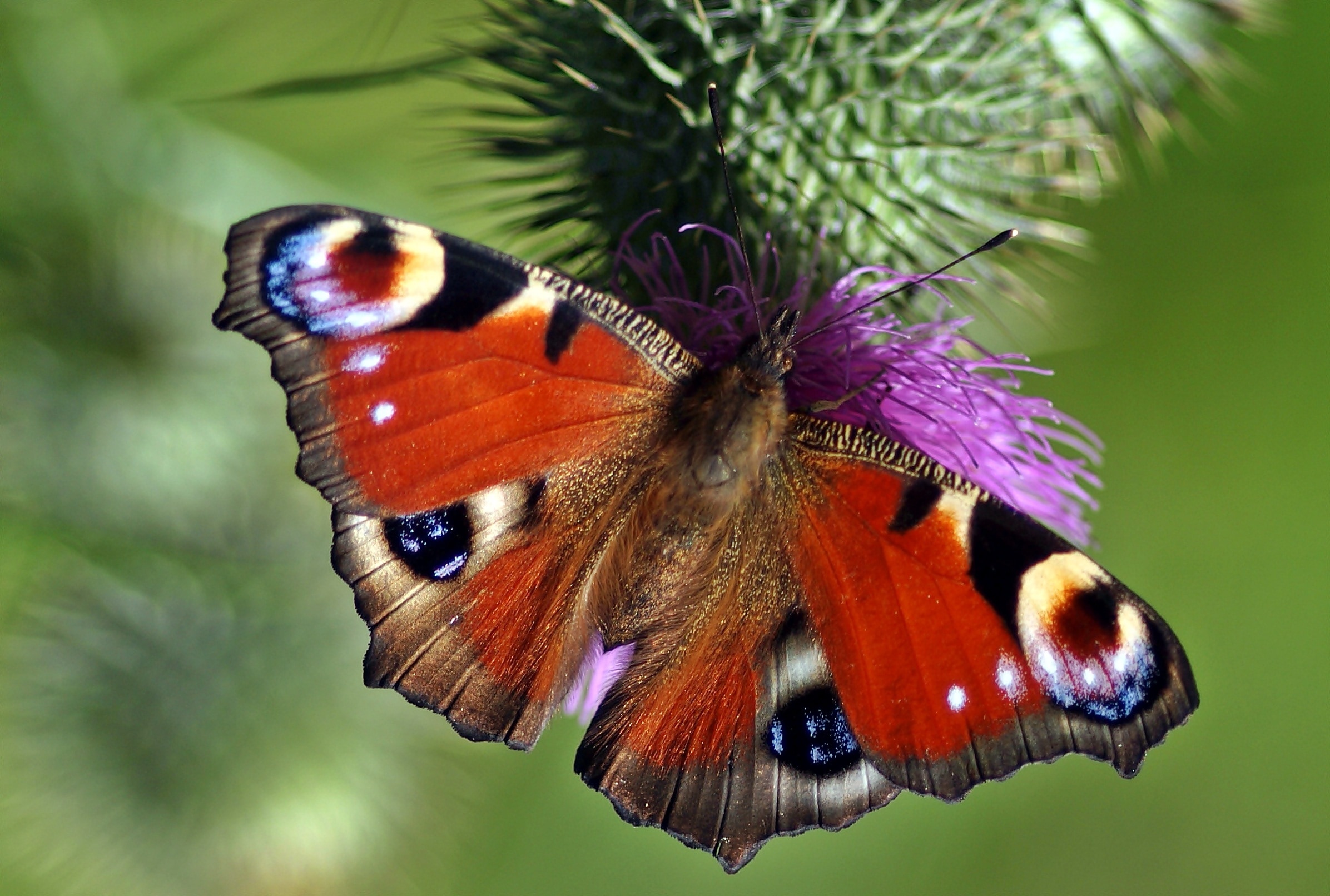 red and brown mammoth butterfly