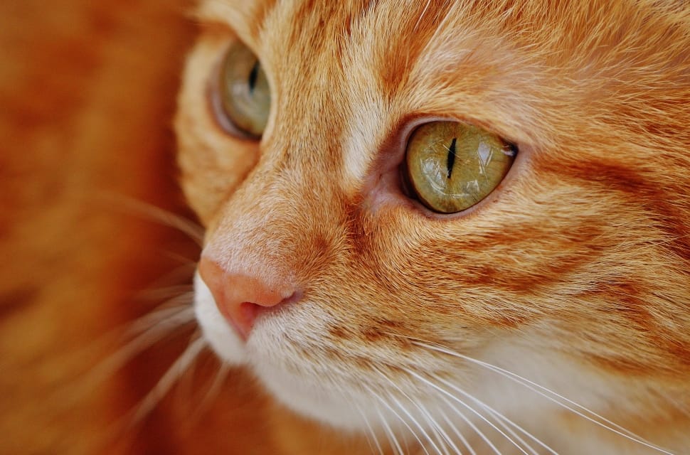 white and orange fur cat preview