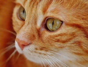 white and orange fur cat thumbnail