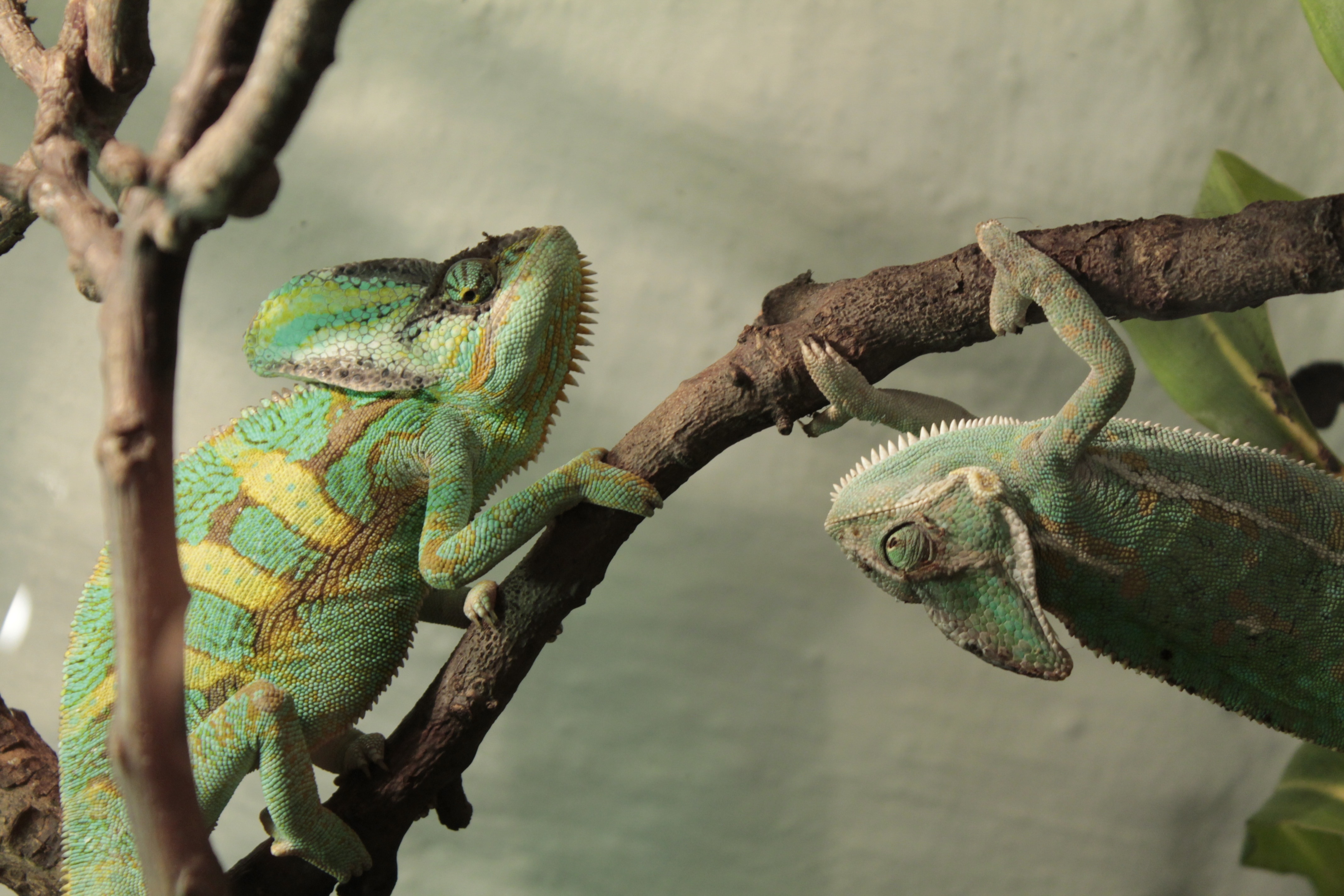 2 geckos