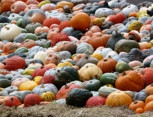 variety of pumpkins thumbnail