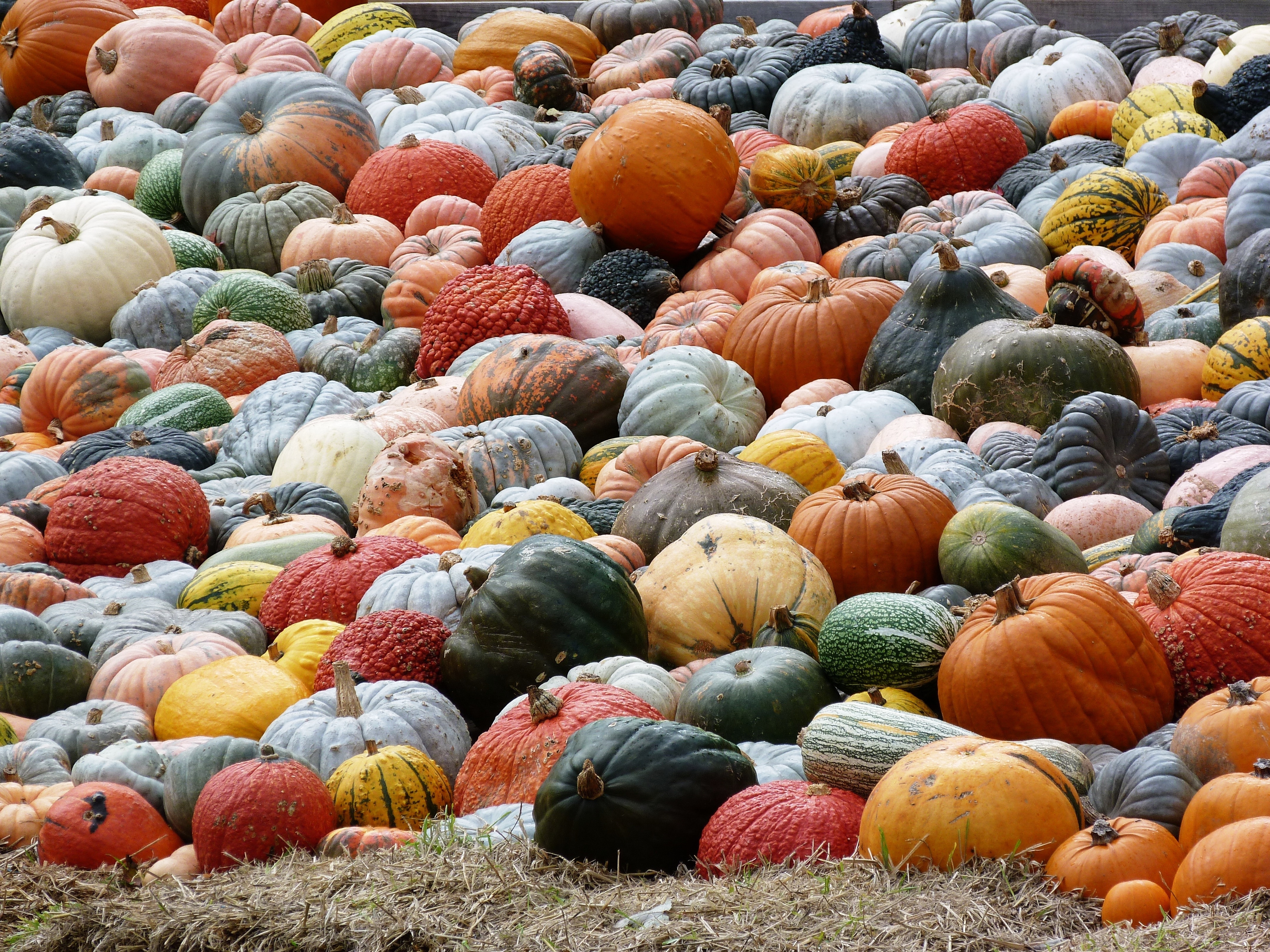 variety of pumpkins