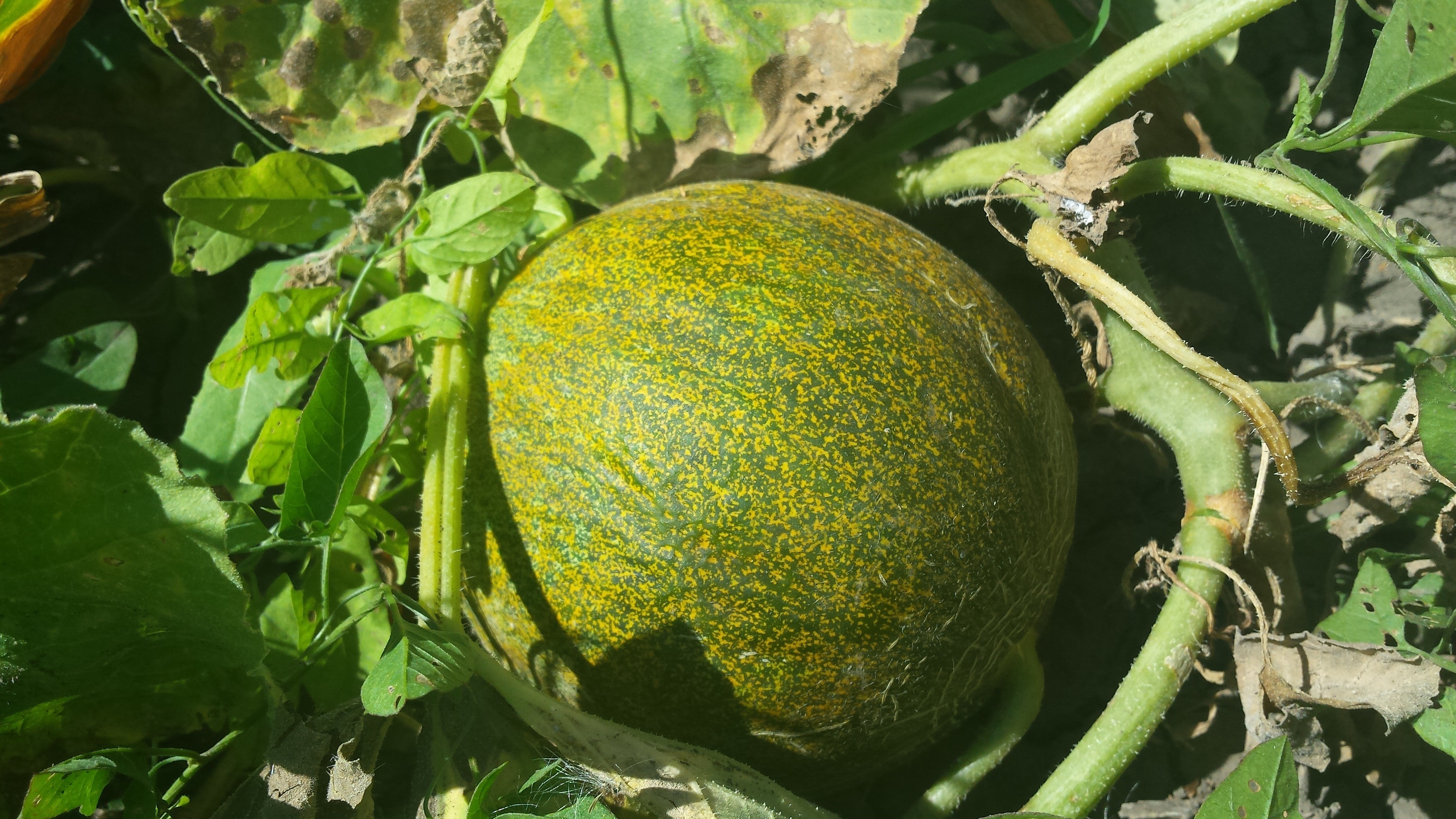 Summer, Harvest, Melon, Vegetable Garden, food and drink, healthy eating