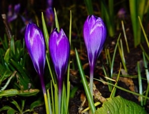 3 purple flower thumbnail