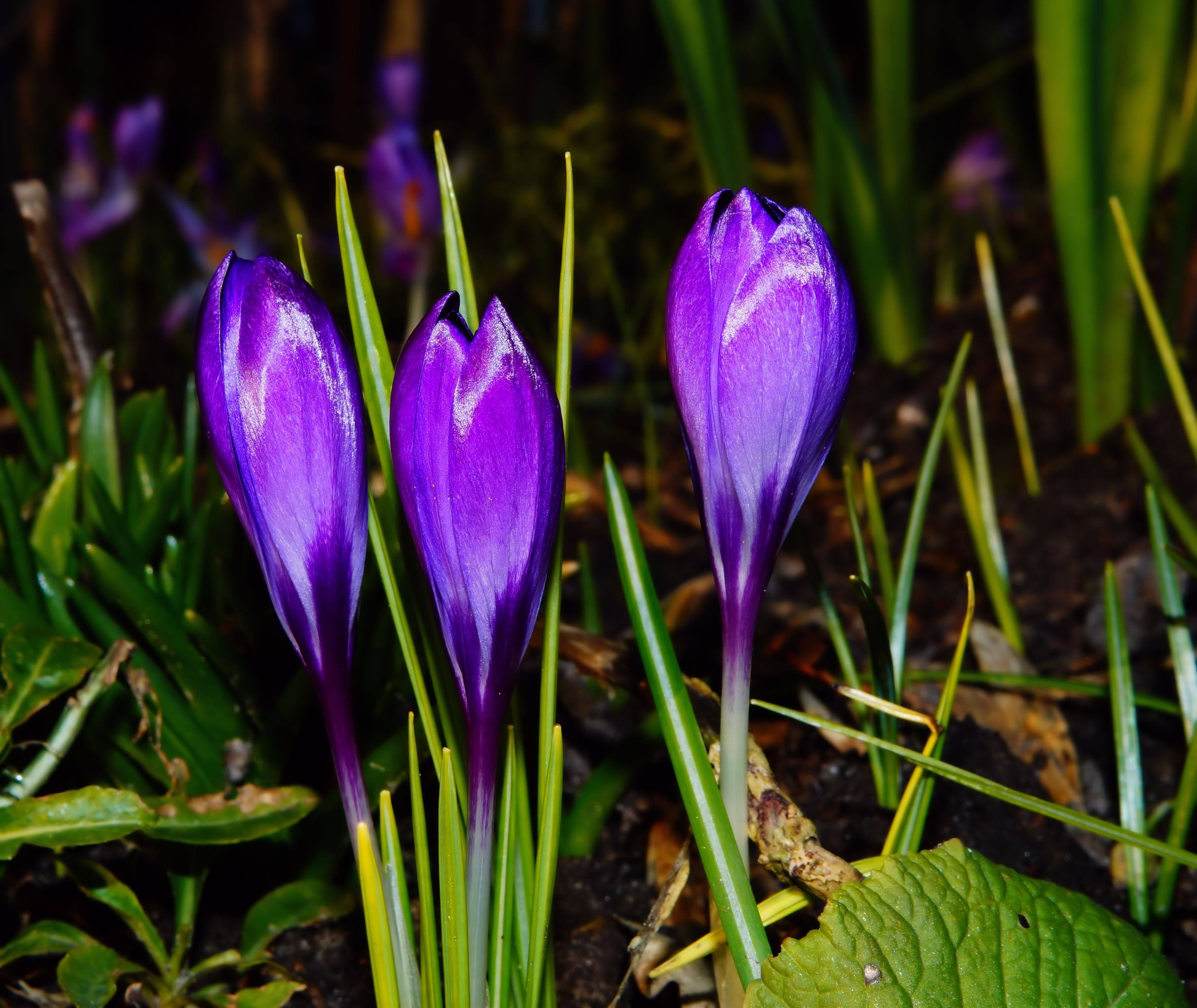 3 purple flower