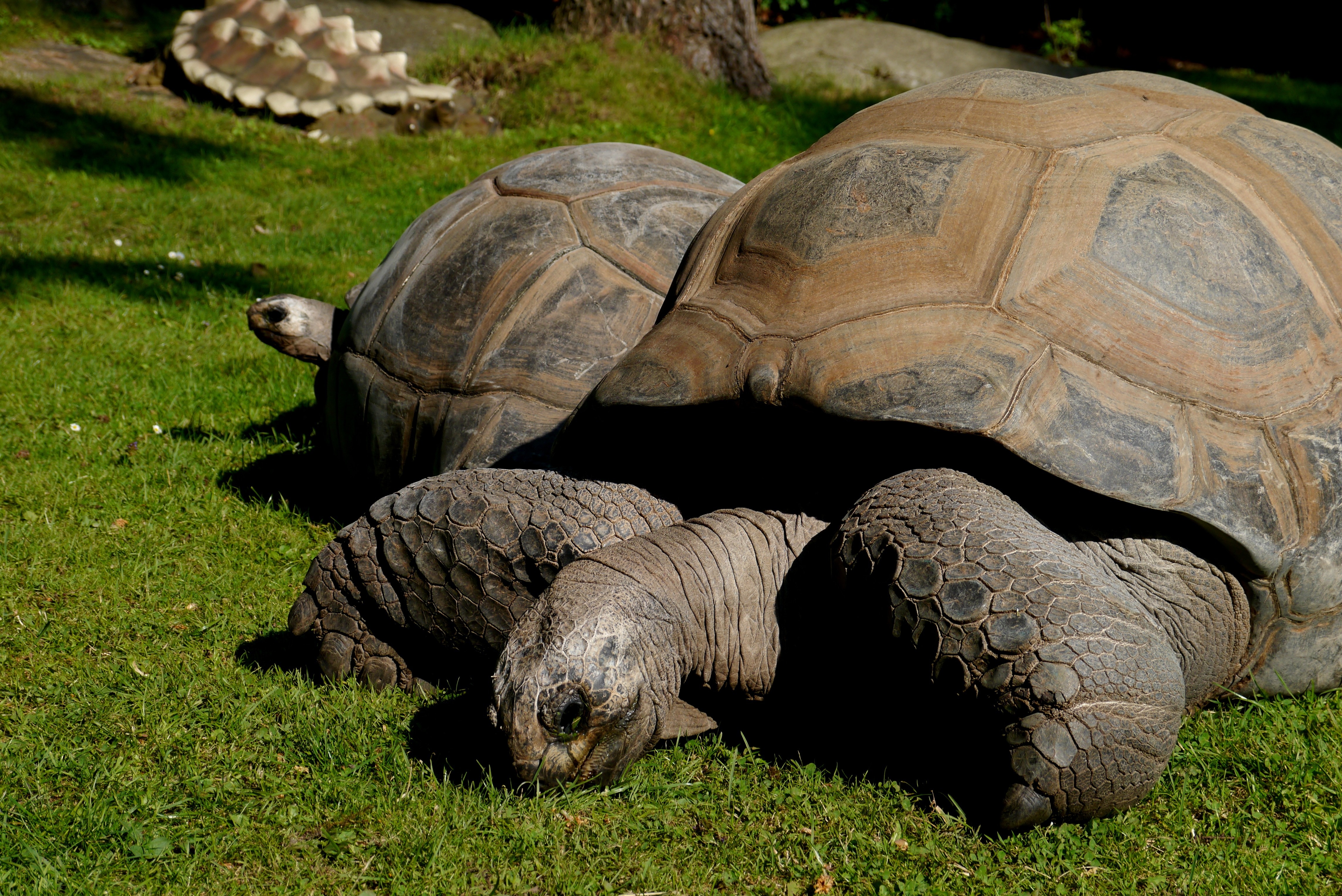 Слоновая черепаха относится к отряду. Галапагосская черепаха. Гигантская сухопутная черепаха. Сухопутная черепаха Галапагосы. Галапагосская гигантская черепаха.